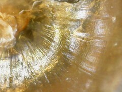 Euconulus alderi