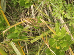 Carex geminata