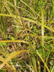 Carex geminata