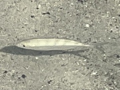 Mulloidichthys flavolineatus