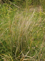 Juncus kraussii