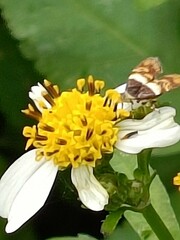 Choreutis xanthogramma