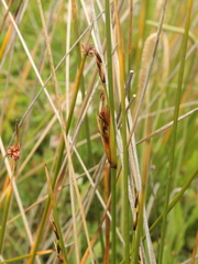 Juncus kraussii