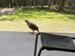 Pternistis natalensis