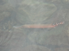 Aulostomus strigosus