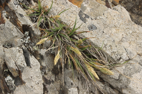 Image of Koeleria Antarctica (Koeleria antarctica) by (c) Joe Dillon, some rights reserved (CC BY)