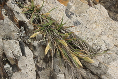 Trisetum antarcticum