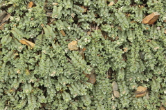 Pimelea carnosa