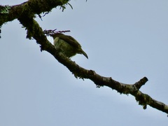 Euphonia chrysopasta