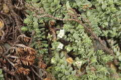 Pimelea carnosa