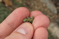 Pimelea carnosa