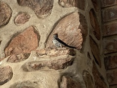 Cecropis abyssinica