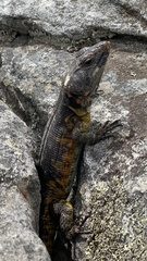 Pseudocordylus microlepidotus microlepidotus