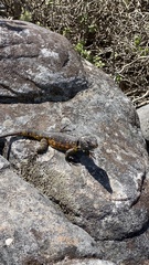 Pseudocordylus microlepidotus microlepidotus