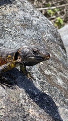 Pseudocordylus microlepidotus microlepidotus