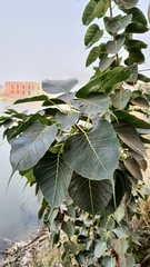 Ficus religiosa