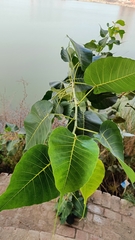 Ficus religiosa