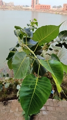 Ficus religiosa