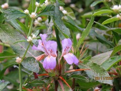 Hygrophila auriculata