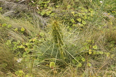 Aciphylla squarrosa
