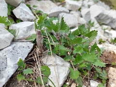 Urtica sykesii