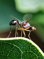 Nemopoda