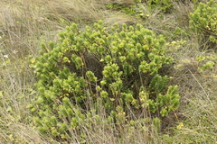 Veronica elliptica