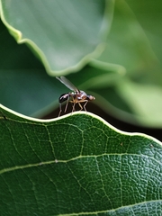 Nemopoda