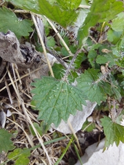 Urtica sykesii