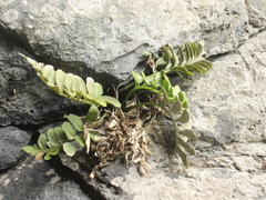 Asplenium obtusatum