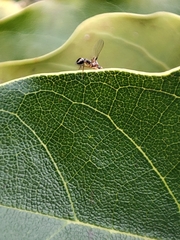 Nemopoda