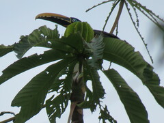 Pteroglossus castanotis