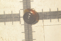Euconulus alderi