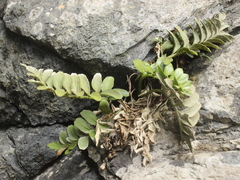 Asplenium obtusatum