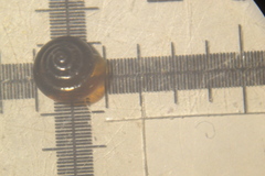 Euconulus alderi