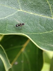 Nemopoda