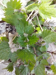 Urtica sykesii