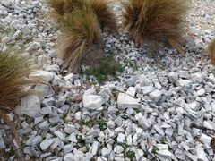 Urtica sykesii