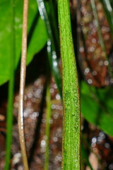 Haplopteris elongata