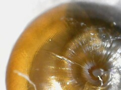 Euconulus alderi