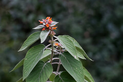 Colquhounia coccinea
