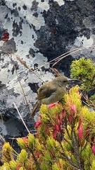 Anthobaphes violacea