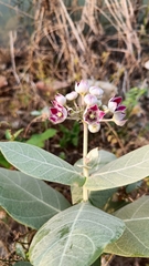 Calotropis procera