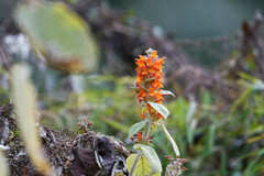 Colquhounia coccinea