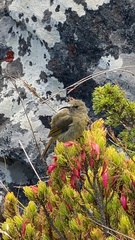 Anthobaphes violacea