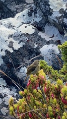 Anthobaphes violacea