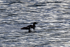 Tachybaptus ruficollis