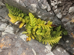 Asplenium obtusatum
