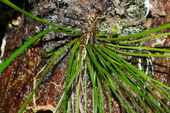 Haplopteris elongata