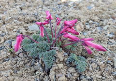 Dicentra peregrina